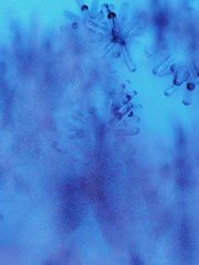 Optimizing neural signaling