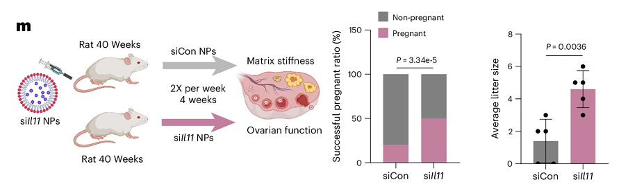 Experiment diagram and bar charts showing sETP-NPs improve pregnancy success and litter size in rats.