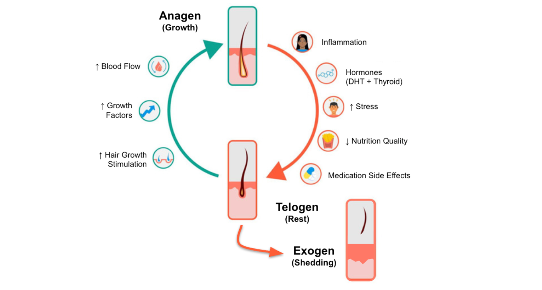 The Hair Growth Cycle