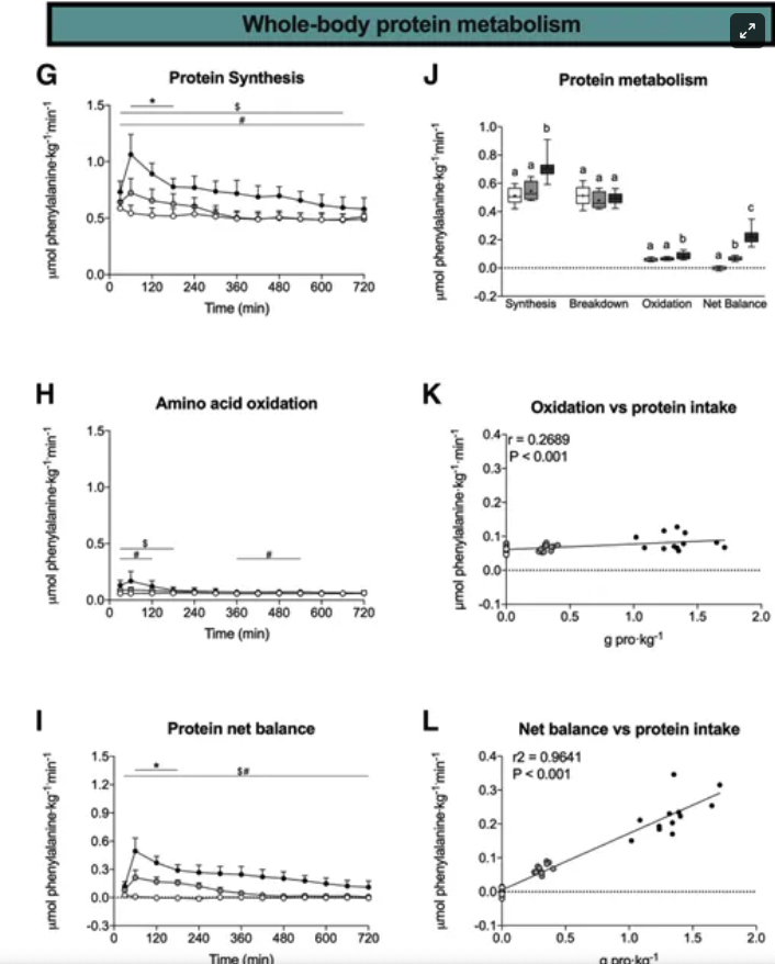 Muscle Protein Synthesis