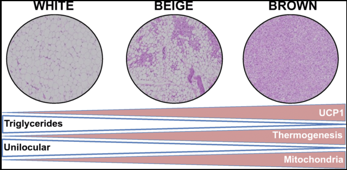 Adipocytes