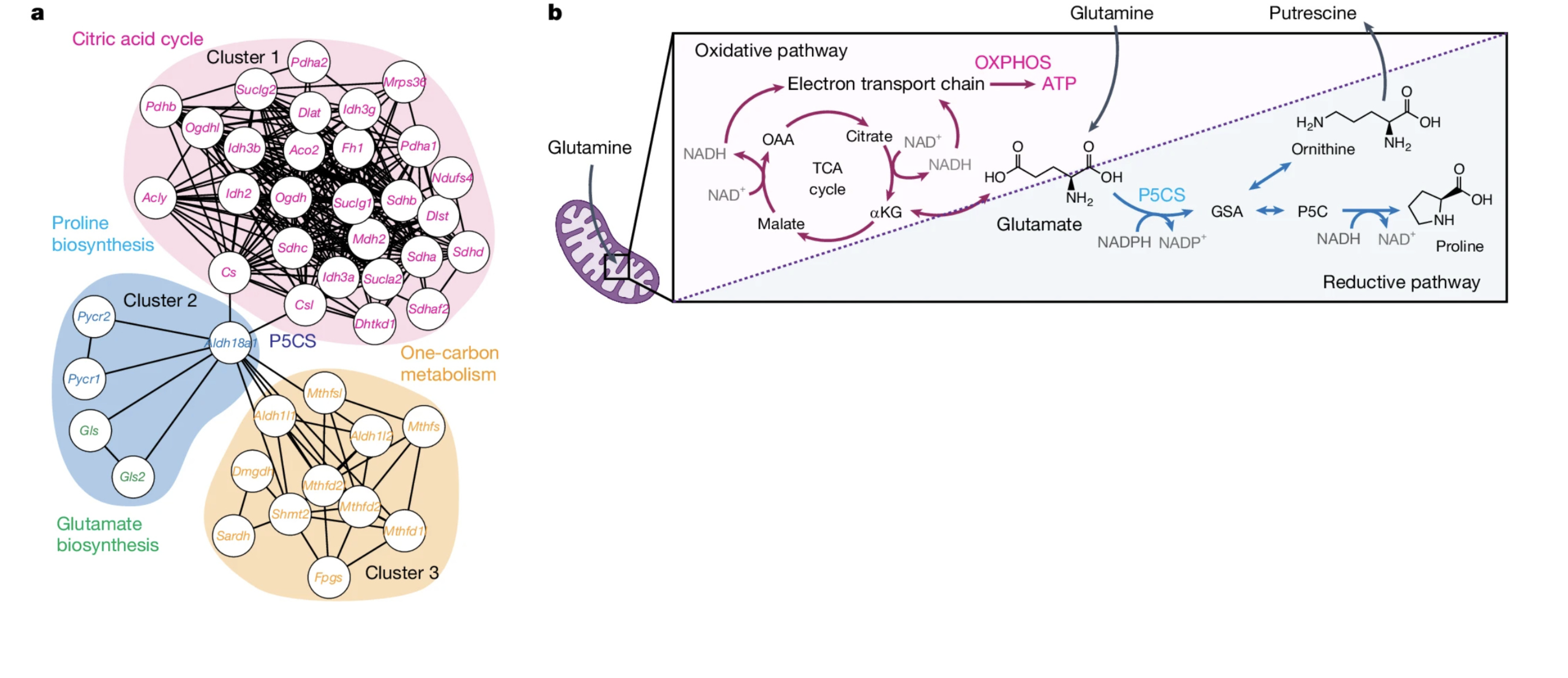 P5CS—a central link between mitochondrial metabolic clusters.