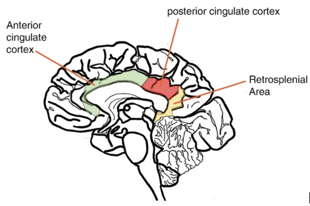Brain Cross Section with Labeled Posterior Cingulate Cortex
