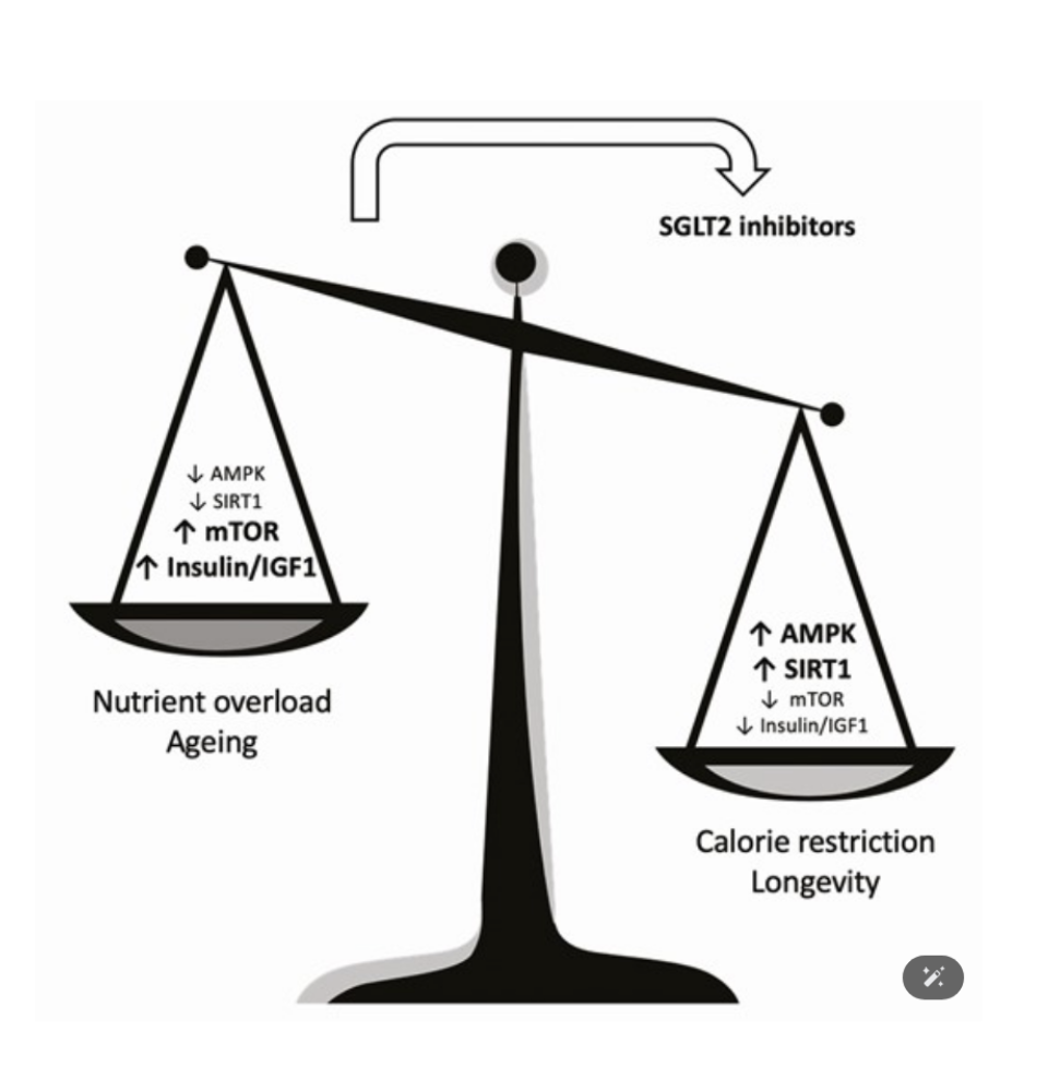 SGLT2 inhibitors rebalance nutrient-sensing pathways critical to longevity.