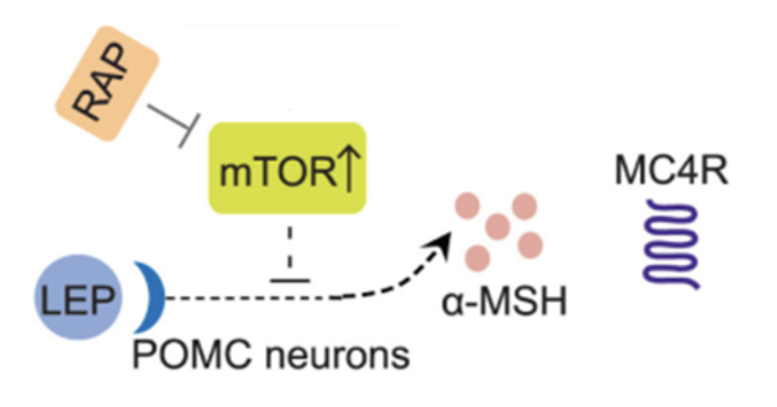Rapamycin restores leptin signaling by inhibiting mTOR in POMC neurons, increasing α-MSH production and MC4R activation to suppress appetite.