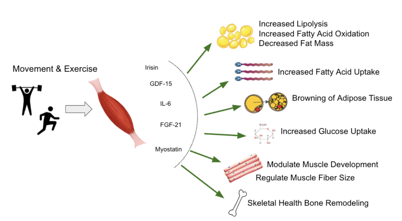 Myokine Effects Summary