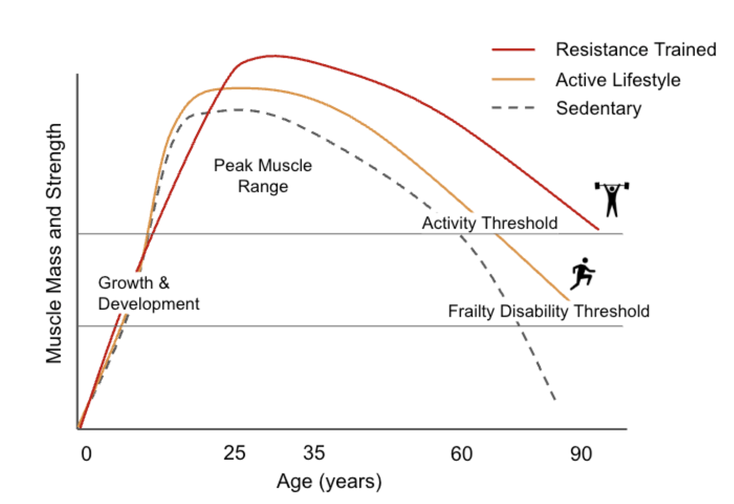 Muscle Mass and Strength Across Lifespan