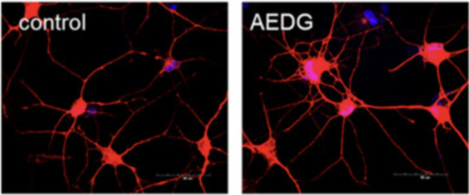 Morphological differences between untreated control cells and those exposed to the AEDG peptide (Epitalon)
