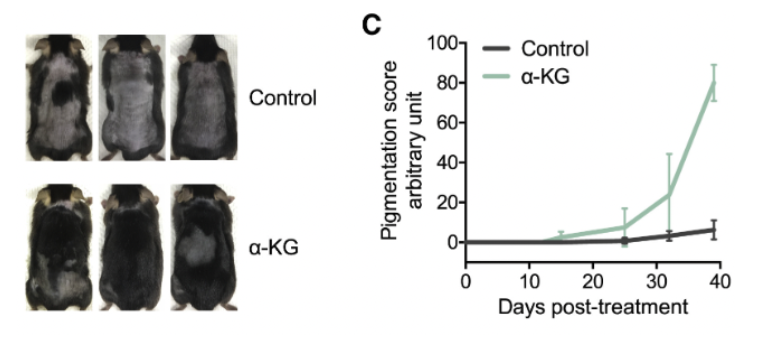alphaKG Treated Mice