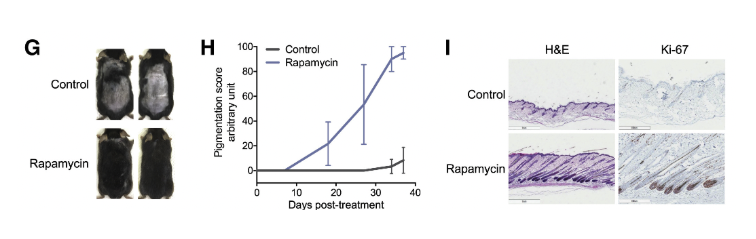 rapamycin-group