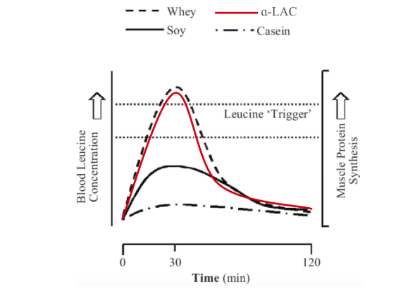 Alpha-Lactalbumin Leucine Trigger Mimics Whey Muscle Protein Synthesis