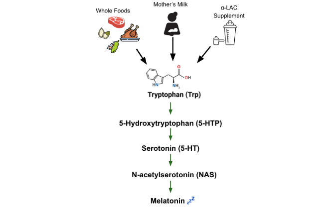 tryptophan-melatonin-synthesis-pathway