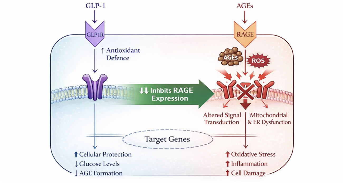 glp-1 modulation of AGEs via RAGE Signaling