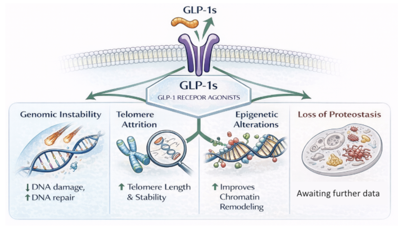GLP1 Impacts on Primary Hallmarks of Aging