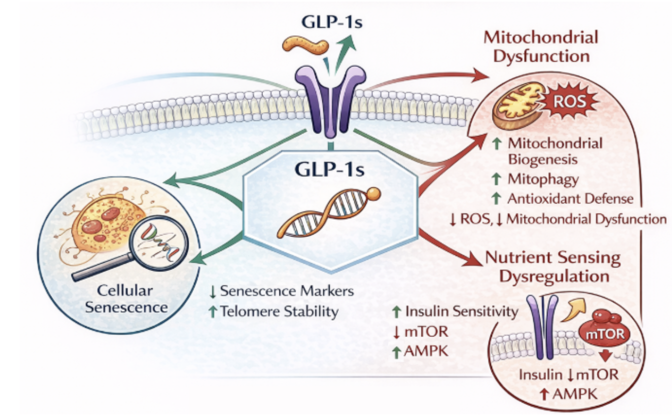GLP1 Impacts on Antagonistic Hallmarks of Aging