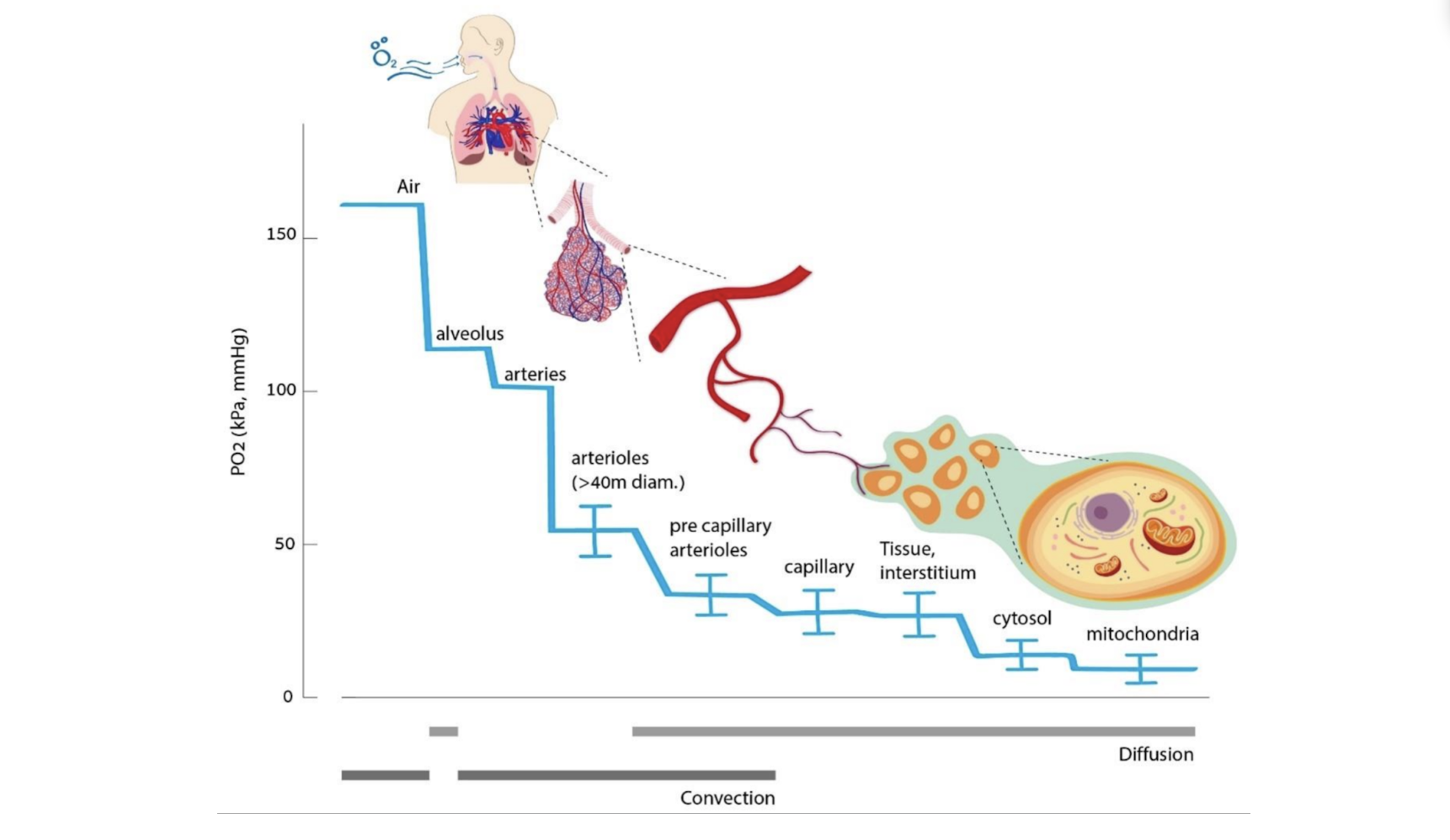 the oxygen cascade