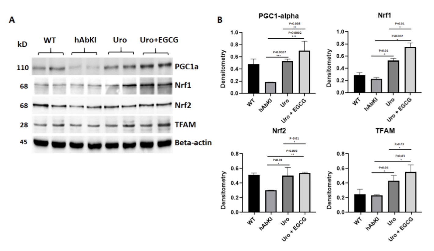 Mitochondrial biogenesis program