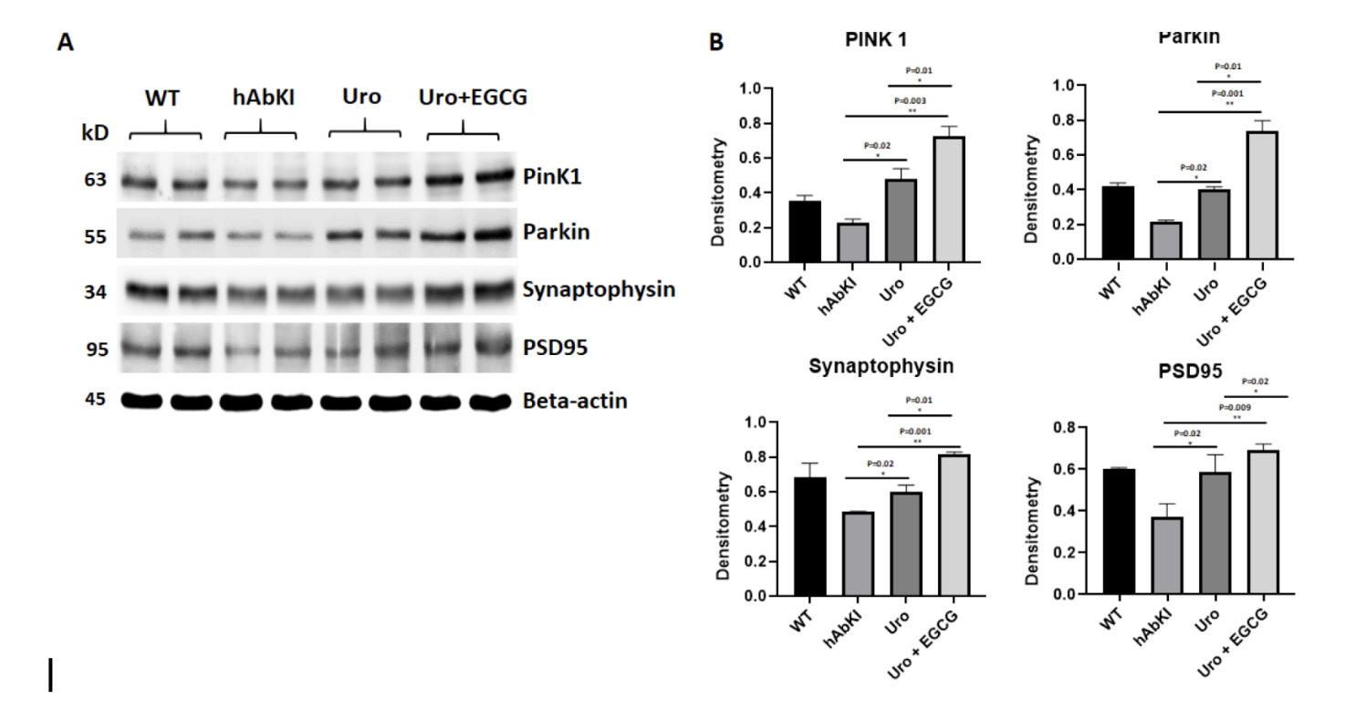Figure 5: PINK1 and Parkin, the two proteins that initiate mitochondrial clearance and are consistently reduced in Alzheimer's disease, are significantly restored by both treatments.