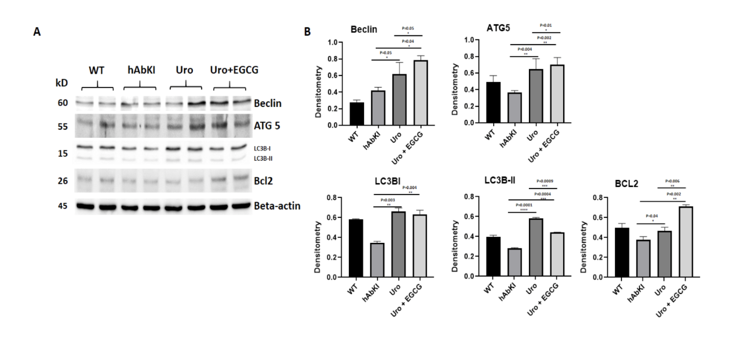 Western blot and bar graphs analyze protein expression of Beclin, ATG 5, LC3, and BCL2.