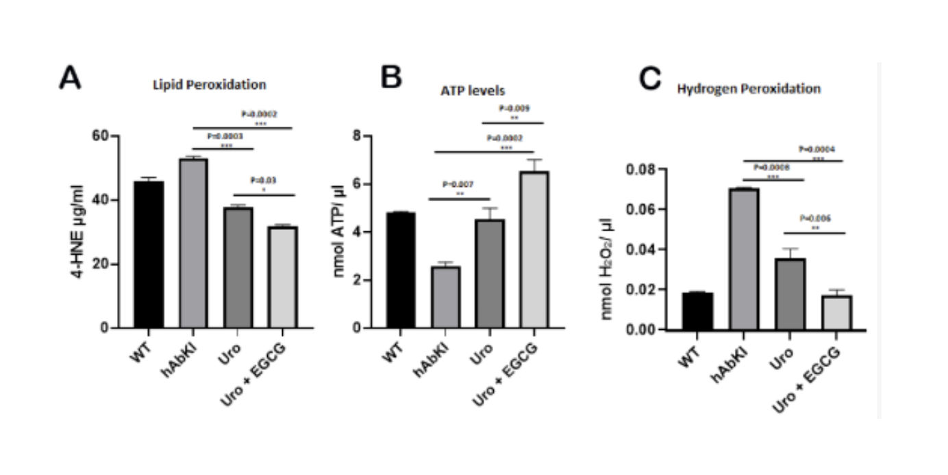 Mitochondrial function improves across all three direct measures.