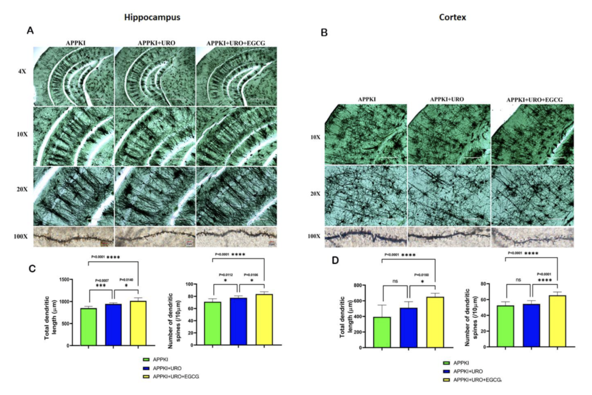 Scientific figure showing dendritic length and spine density in mouse hippocampus and cortex.