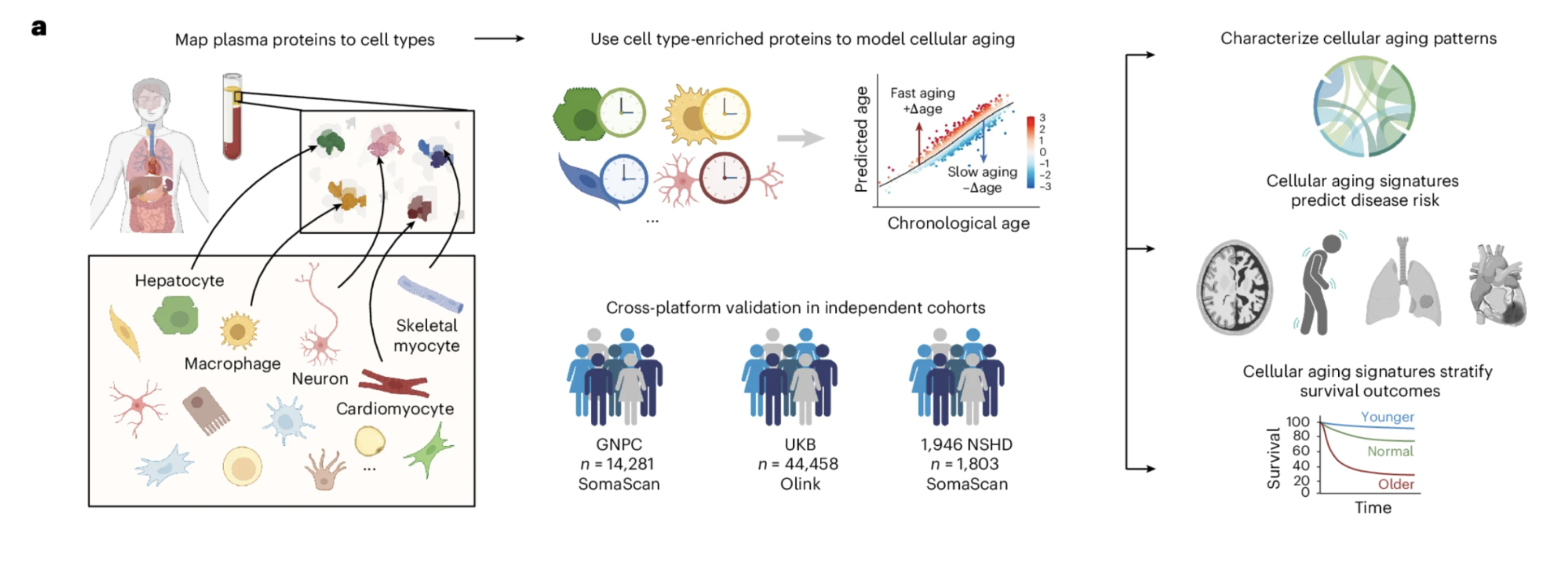Flowchart on cellular aging research: protein mapping, aging models, and pattern characterization.