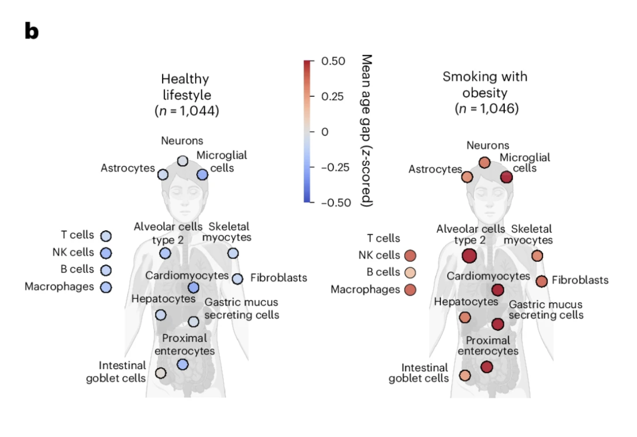 Cellular age gap comparison: healthy lifestyle shows negative, smoking/obesity shows positive changes.