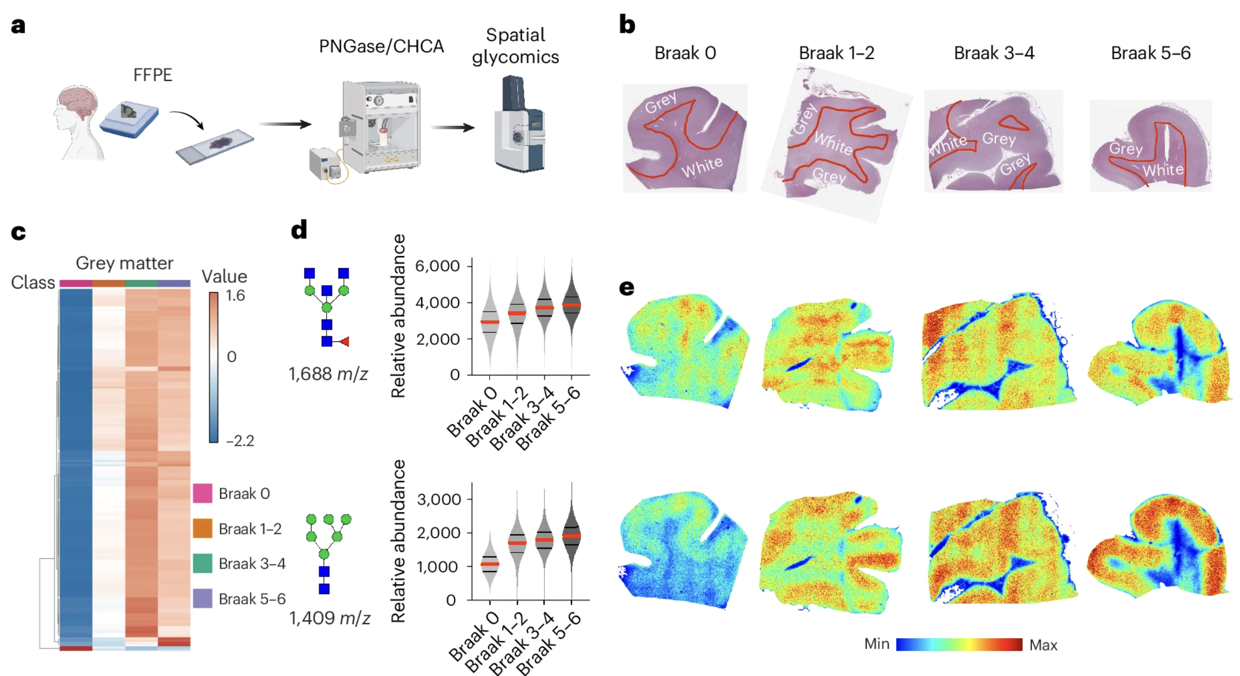 Spatial glycomics analysis of human brain sections, detailing workflow, Braak stages, and glycan distribution.
