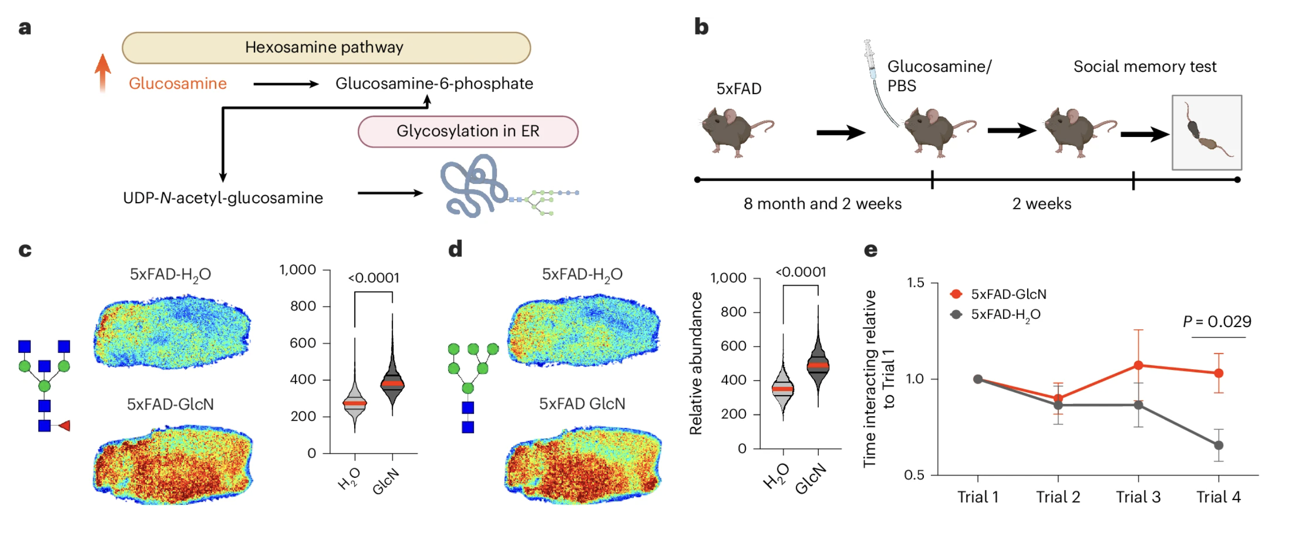 Figure showing glucosamine pathway, experimental design, O-GlcNAc levels, and social memory results.