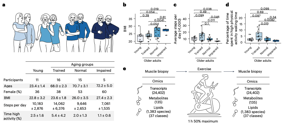 Multi-panel figure presenting participant demographics, physiological metrics, and a muscle biopsy exercise study design.