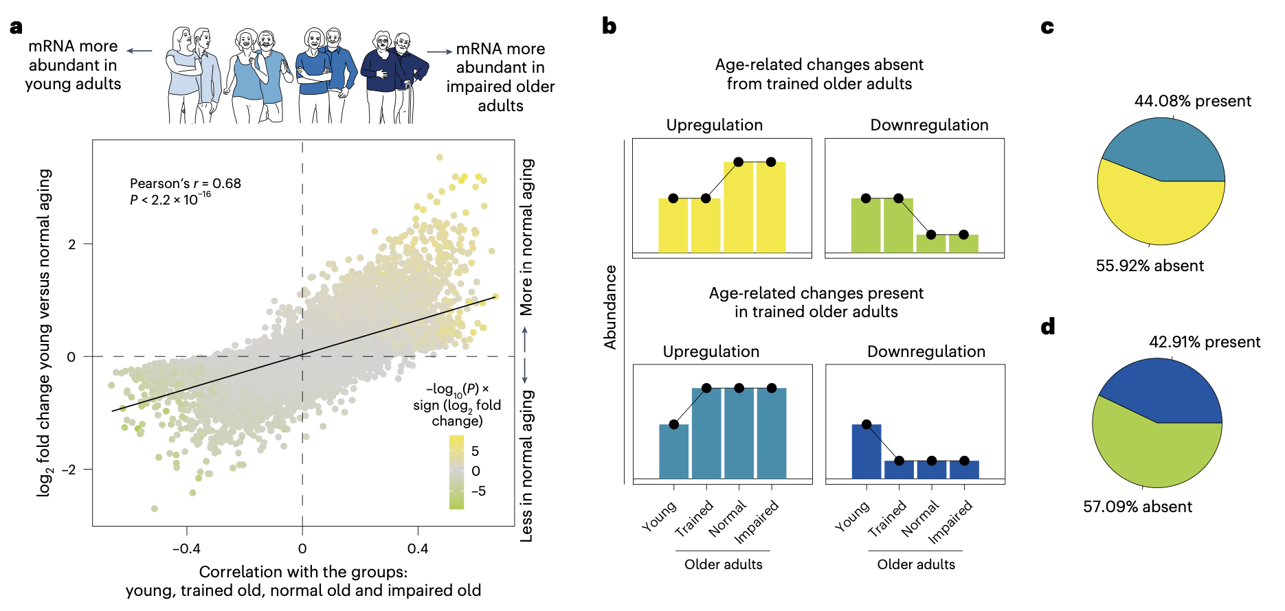 Graphs depict mRNA abundance correlating with age and changes in trained older adults, with summary pie charts.