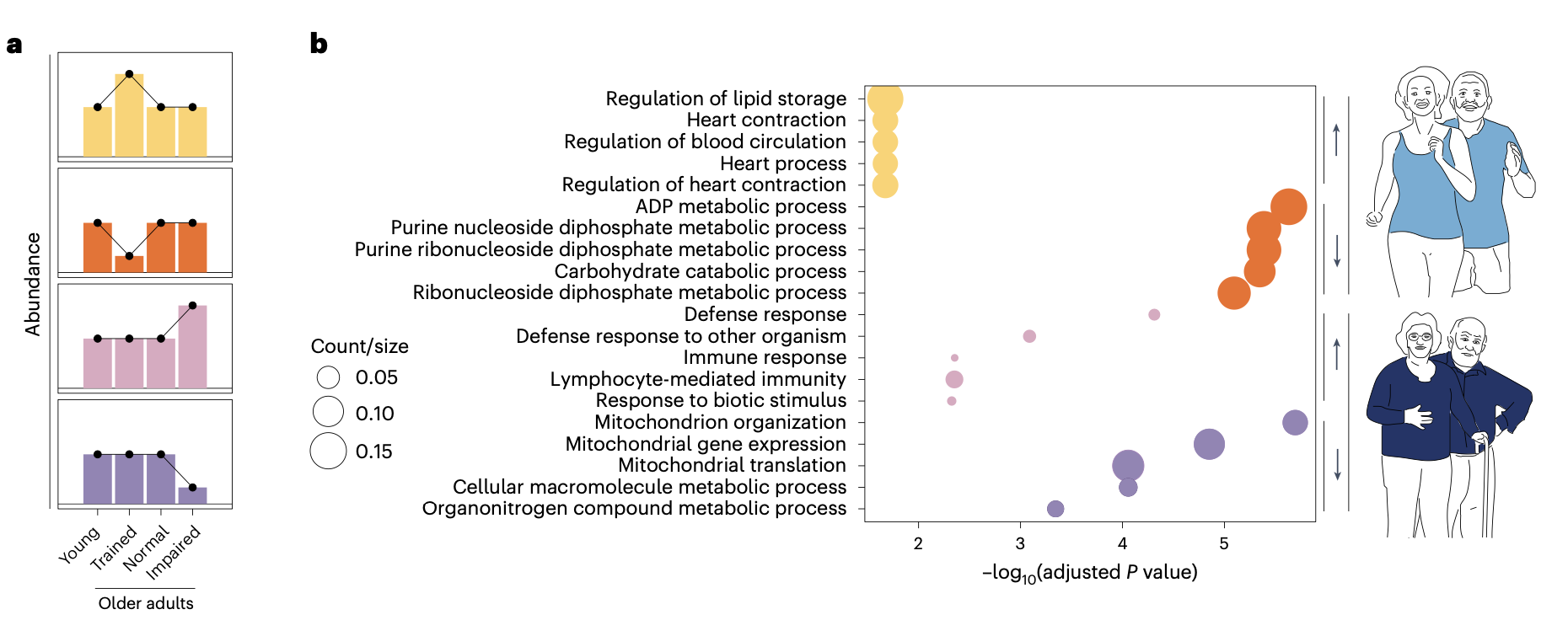 Graphs display molecular abundance and enriched biological processes, with illustrations of active younger and older adults.