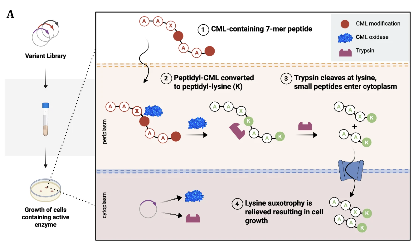 Diagram showing a cell-based enzyme discovery assay and CML peptide modification, cleavage, and uptake.