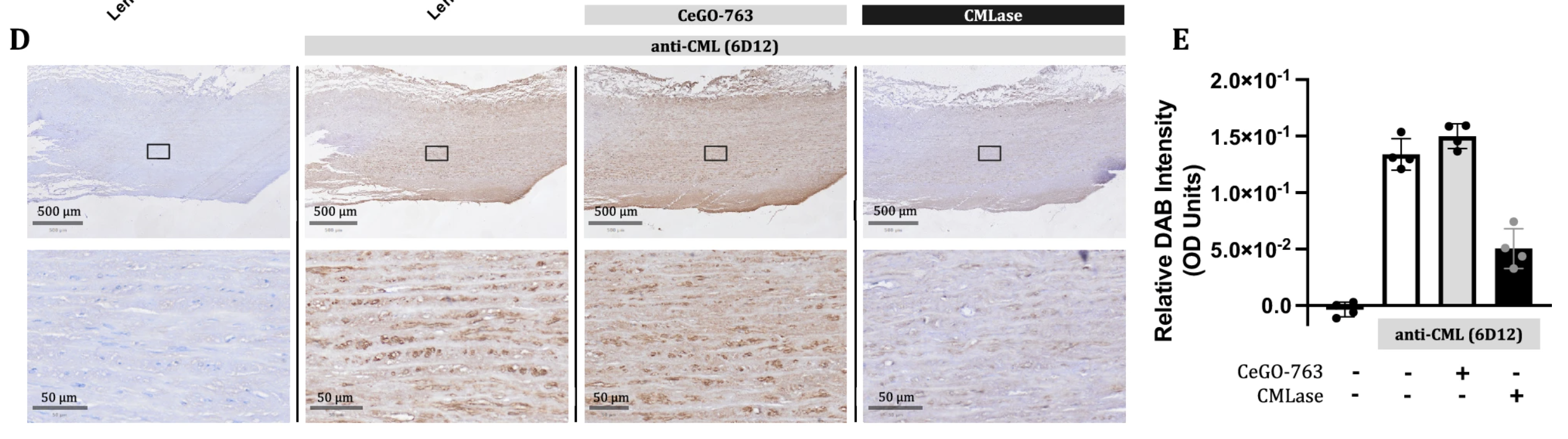 Microscopic tissue sections demonstrate varying staining, accompanied by a bar chart quantifying relative Eab intensity.
