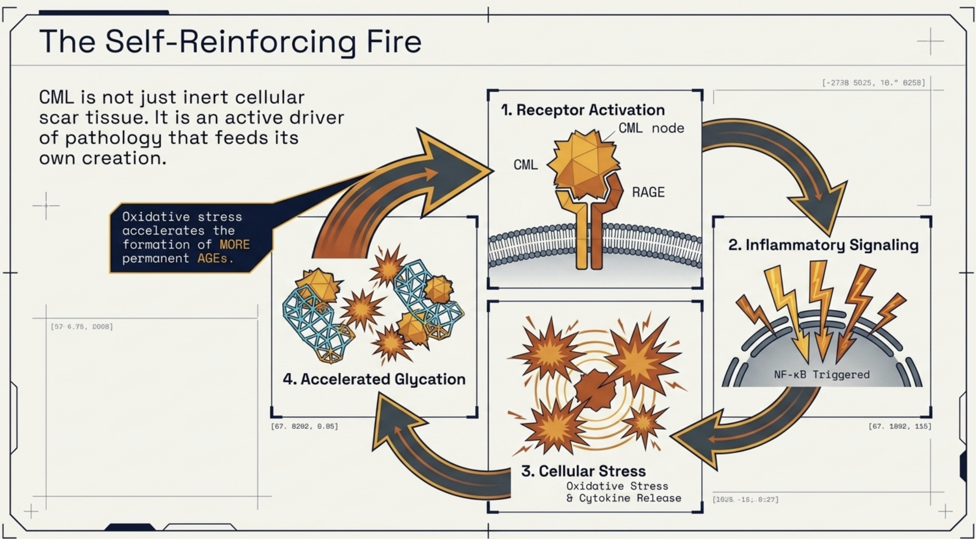 Diagram illustrating the self-reinforcing cycle of cellular damage involving OML, RAGE, inflammation, and glycation.