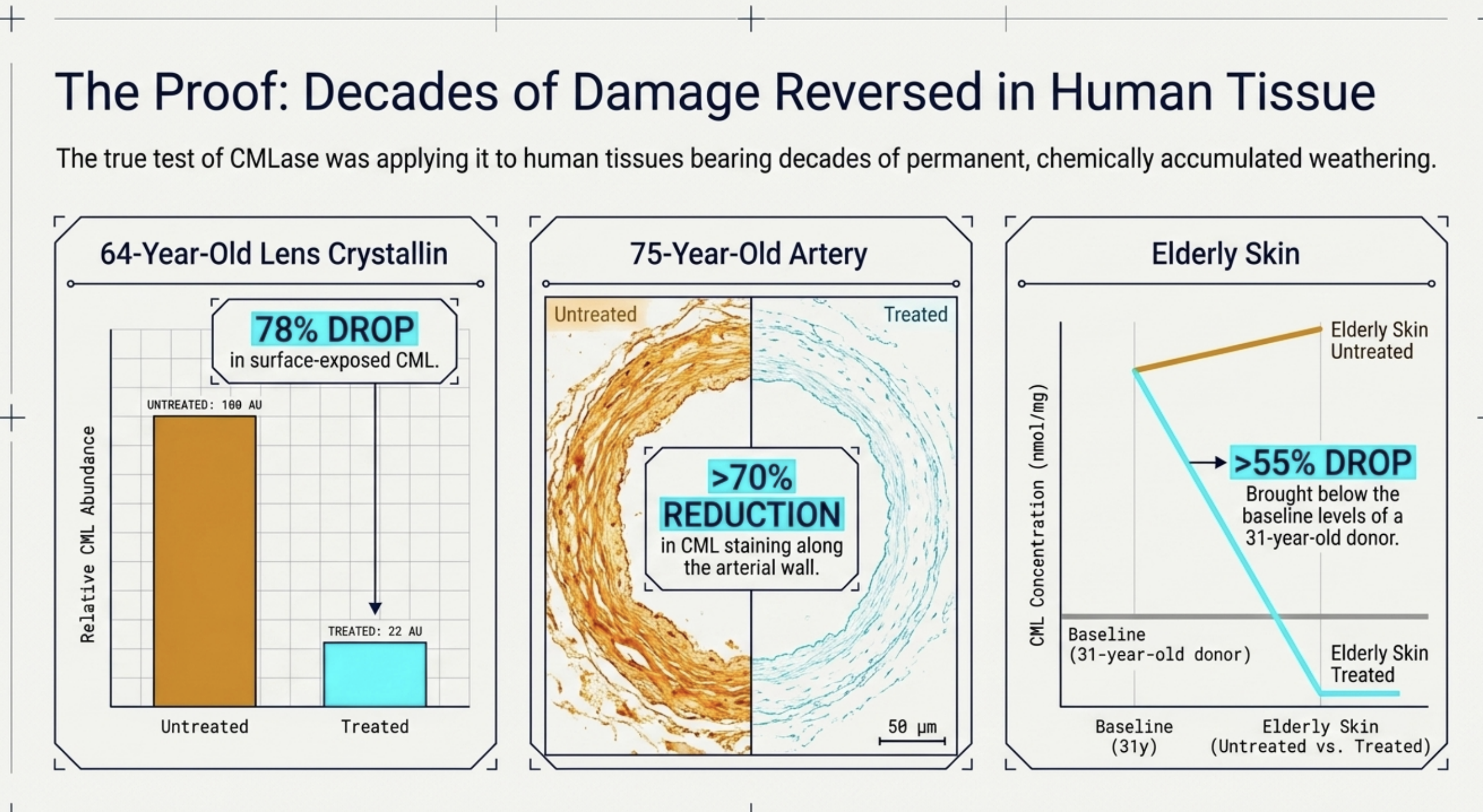 Graphs depict significant damage reversal in human lens, artery, and elderly skin tissues.