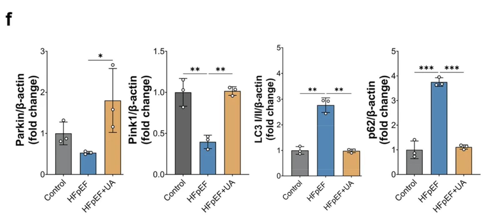 Bar graphs display changes in Parkin, Pink1, LC3, and p62 protein levels.