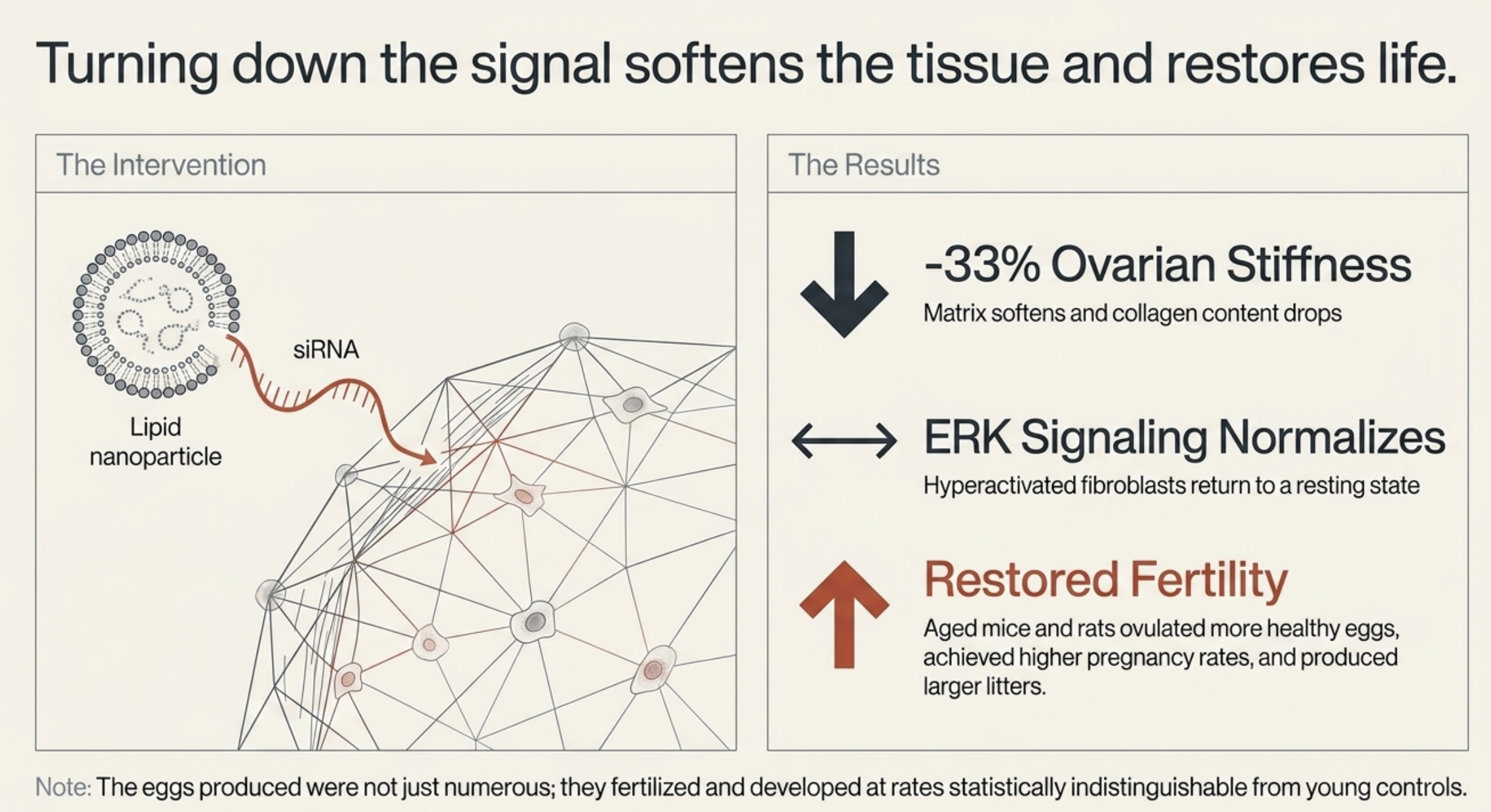 Scientific diagram explaining siRNA intervention to reduce ovarian stiffness and restore fertility.