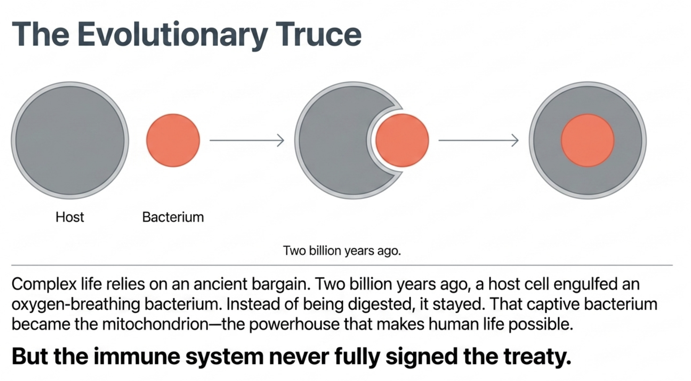 Diagram illustrating endosymbiotic theory where a host cell engulfs a bacterium, creating a new cell.