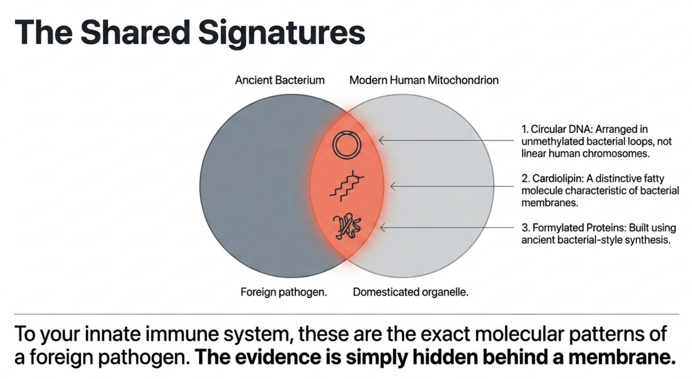 Venn diagram illustrating shared molecular signatures between ancient bacteria and modern human mitochondria.