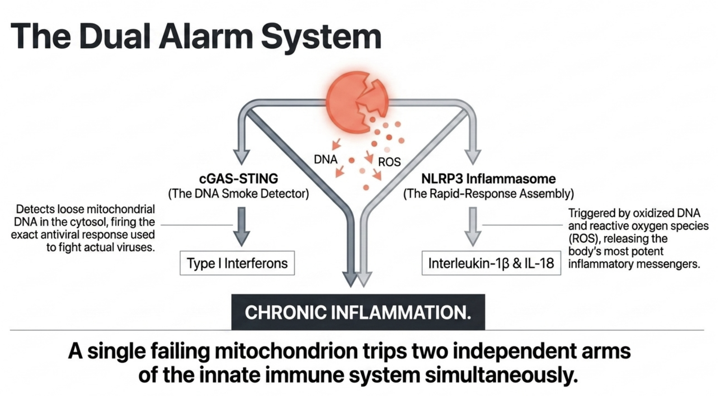 Diagram illustrating the dual alarm system leading to chronic inflammation from a failing mitochondrion.
