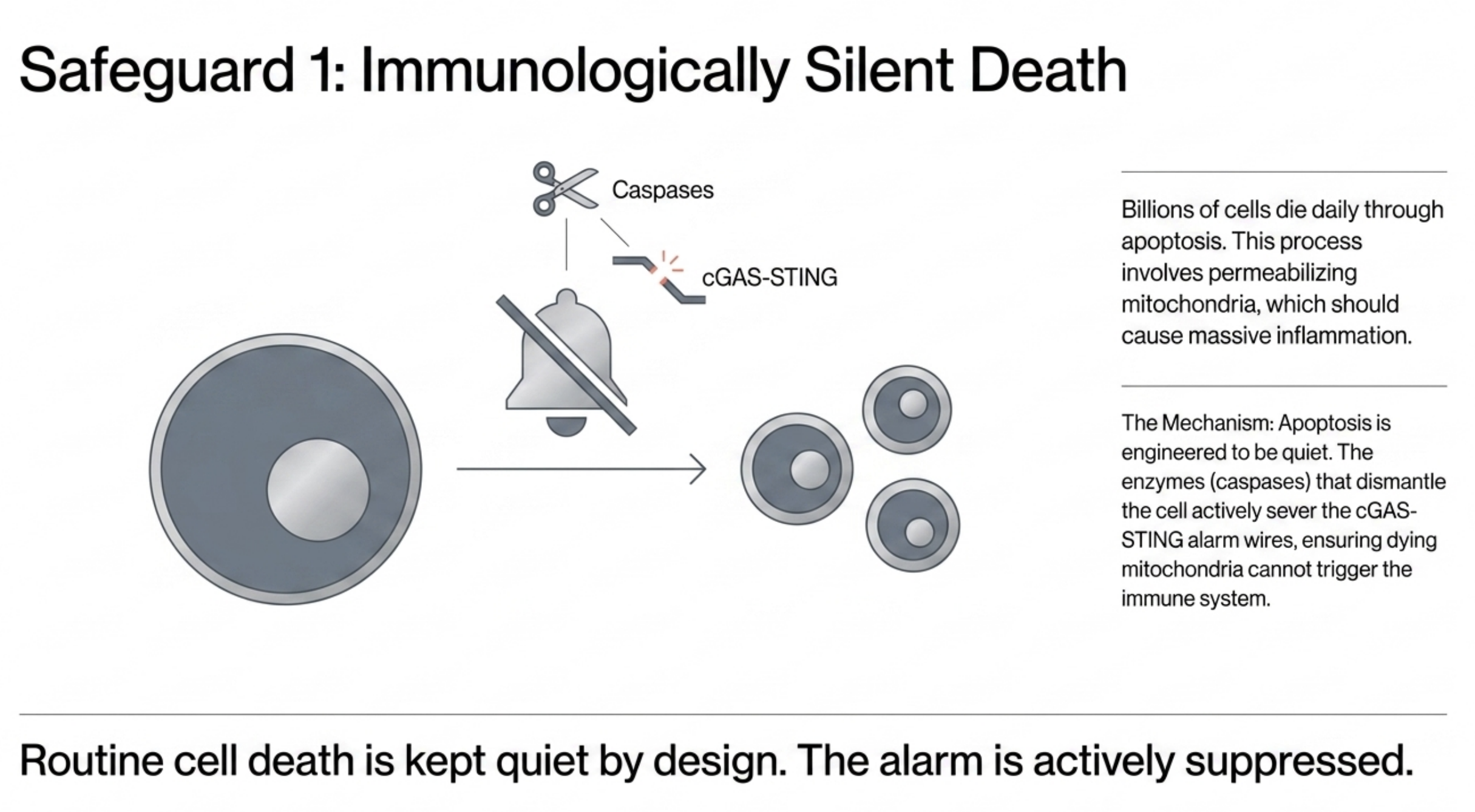 Diagram illustrating immunologically silent cell death where the cGAS-STING alarm is suppressed.