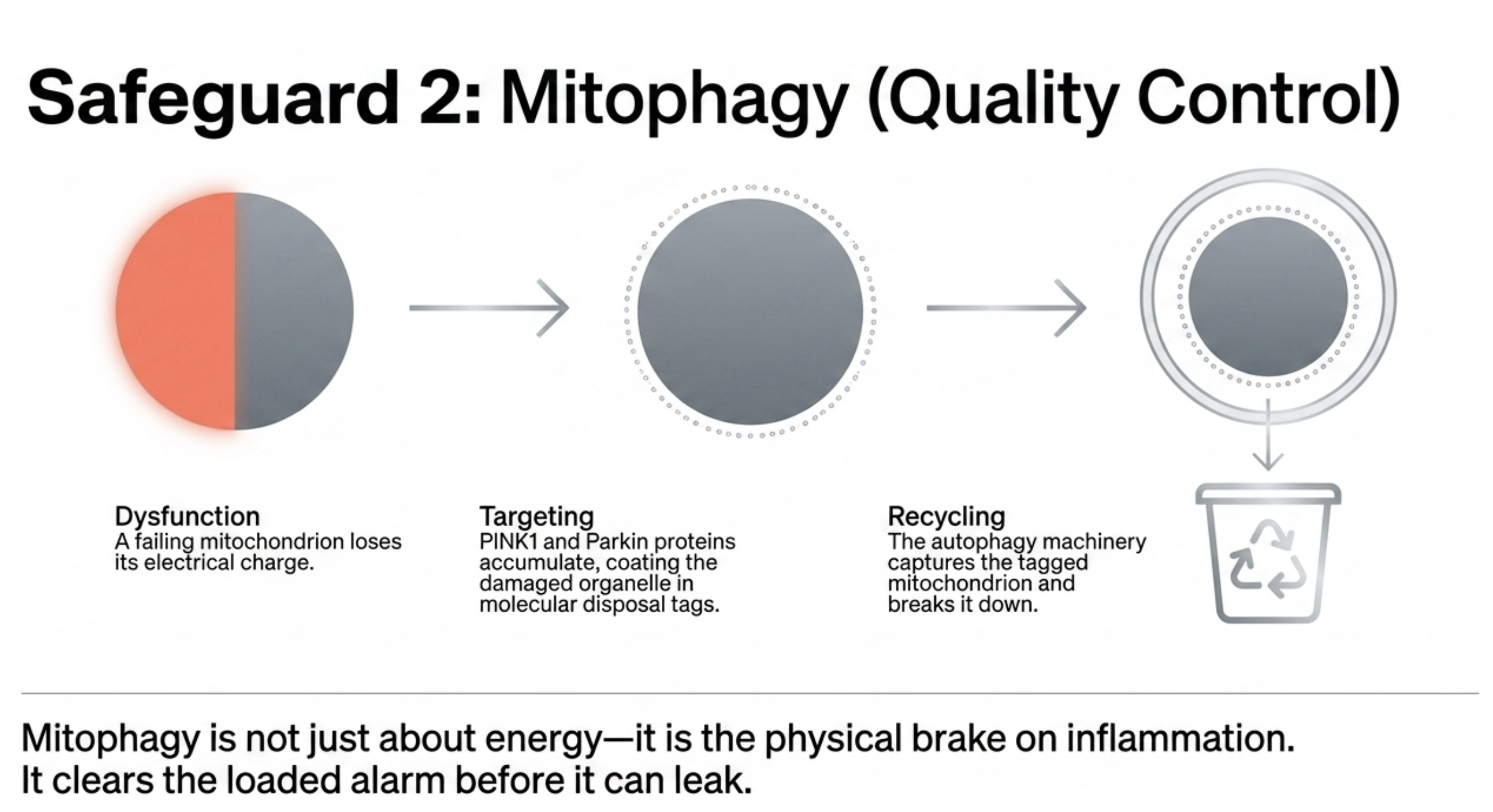 Diagram showing mitophagy process: dysfunction, targeting of mitochondria, and recycling for quality control.