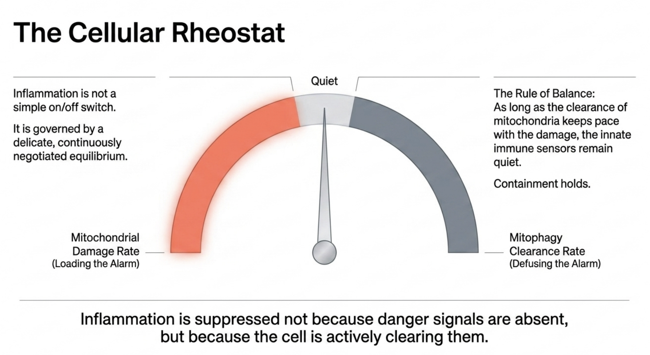 Diagram of a cellular rheostat illustrating inflammation regulation through mitochondrial damage and clearance rates.