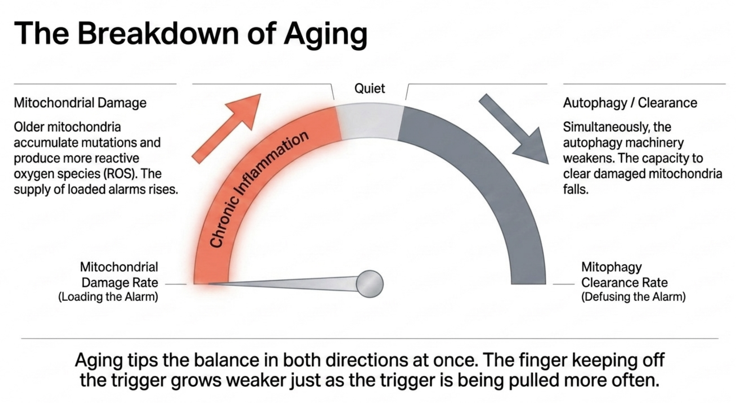Diagram illustrating how chronic inflammation and reduced autophagy contribute to the breakdown of aging.