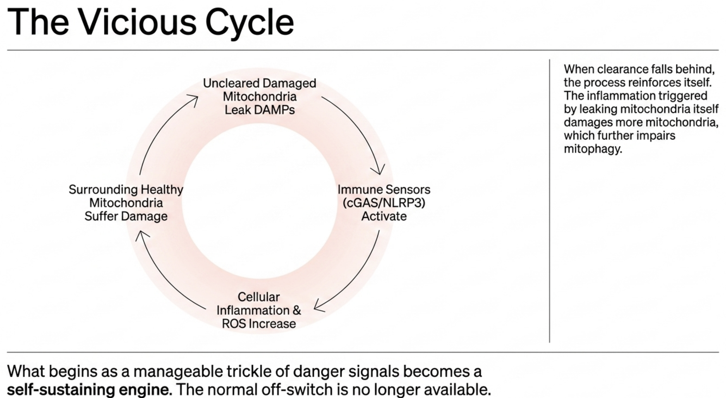 Diagram showing the vicious cycle of damaged mitochondria leading to inflammation and cellular damage.