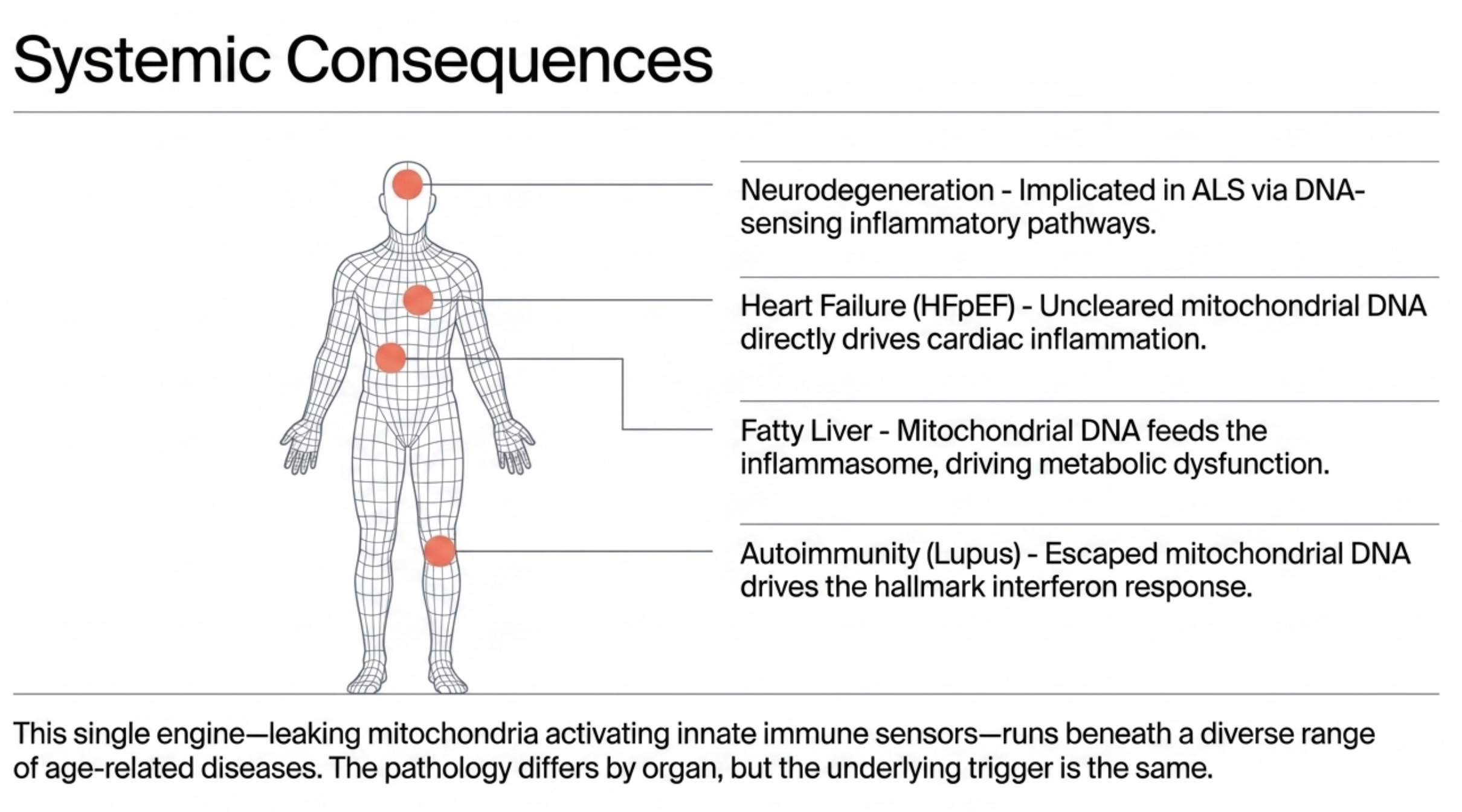 Diagram showing systemic consequences of leaking mitochondria on various human organs.