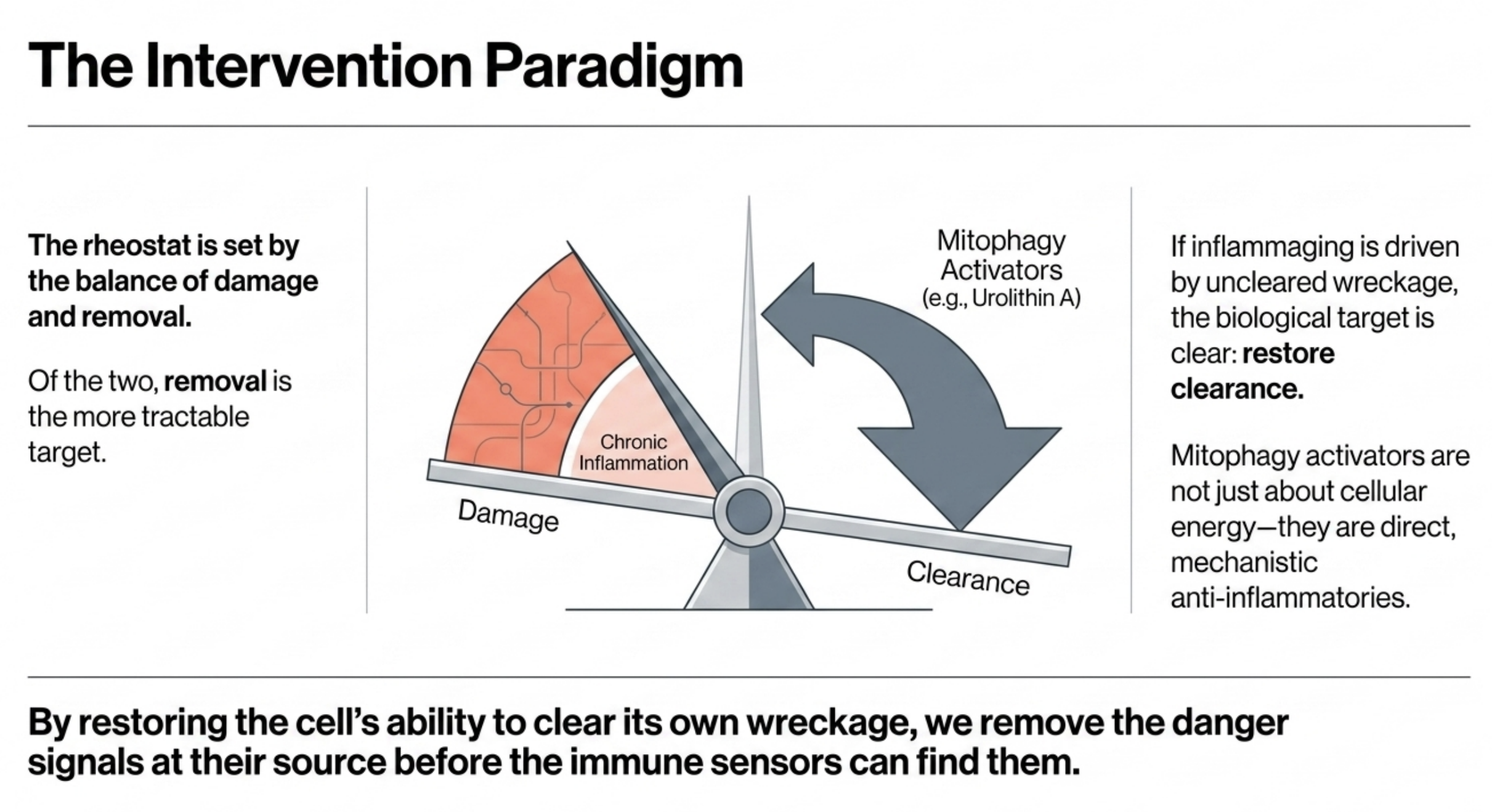 Diagram illustrating the intervention paradigm, balancing cellular damage and clearance with mitophagy activators.