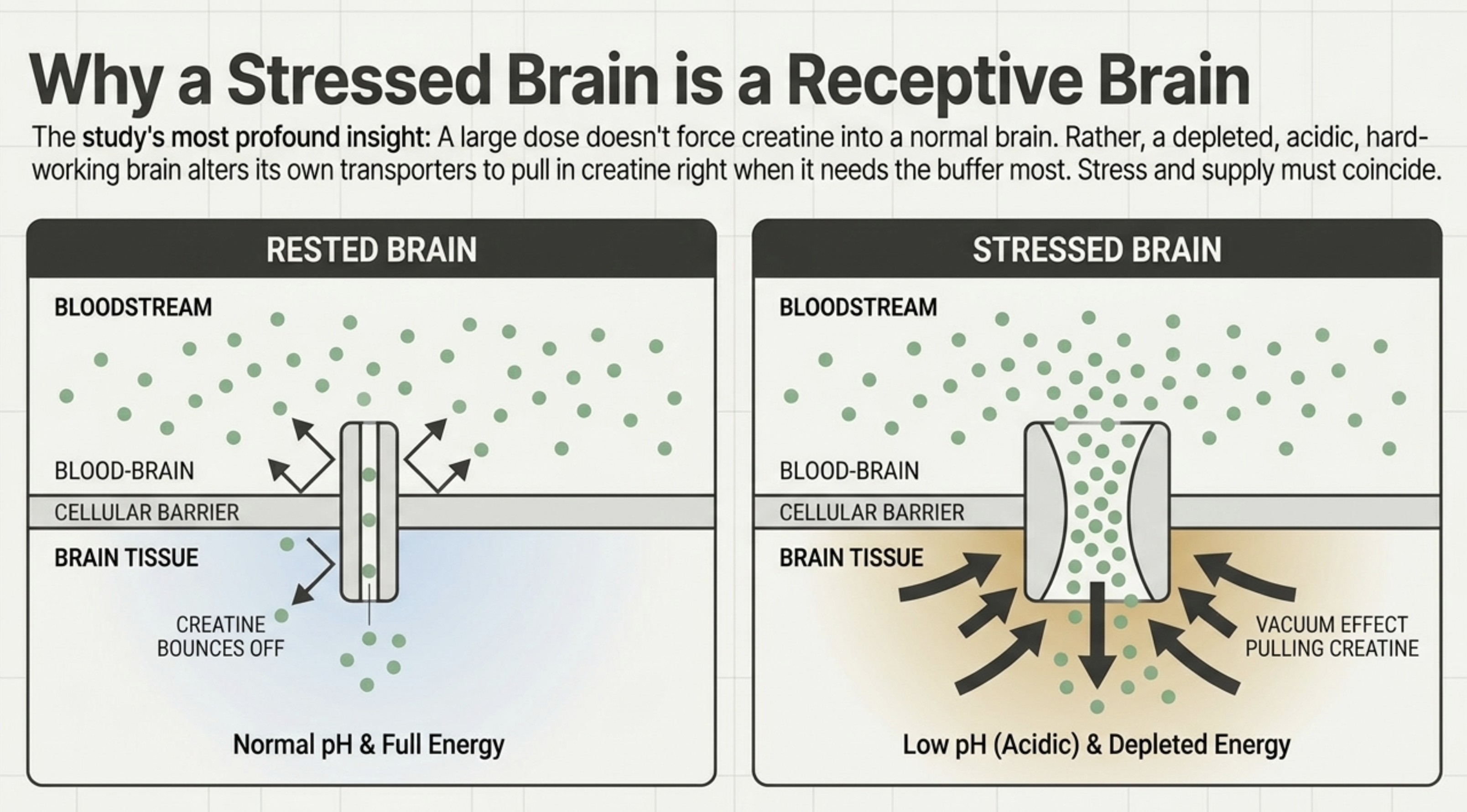 Diagram showing enhanced creatine uptake in a stressed brain versus a rested brain.