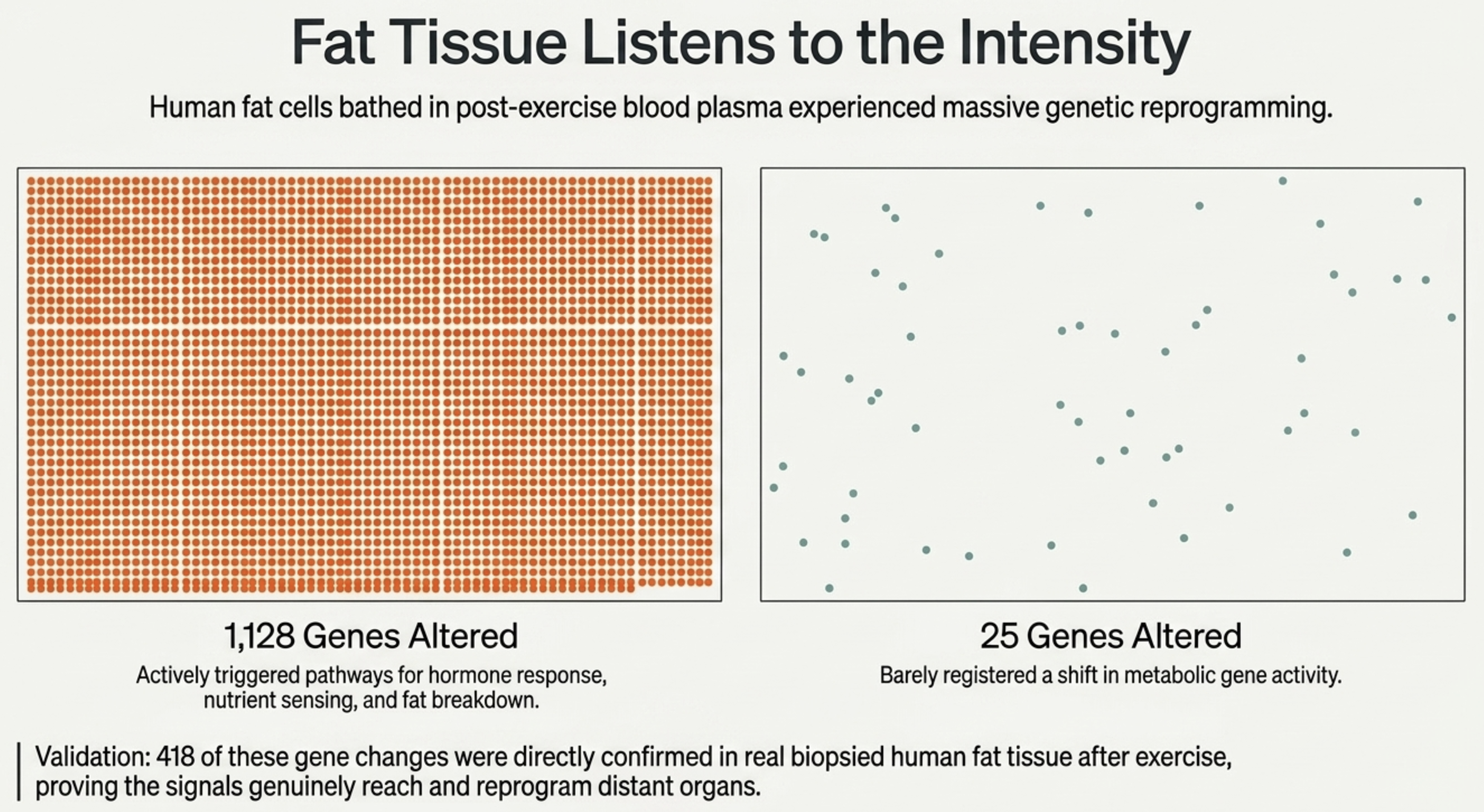 Comparison chart showing high intensity exercise alters 1,128 genes, low intensity alters 25.